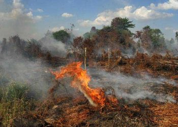 Kebakaran Lahan di Riau Cakupannya di Atas Seribu Hektare