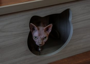 Nuansa Baru Kopicat, Tempat Ngopi Bernuansa Kucing