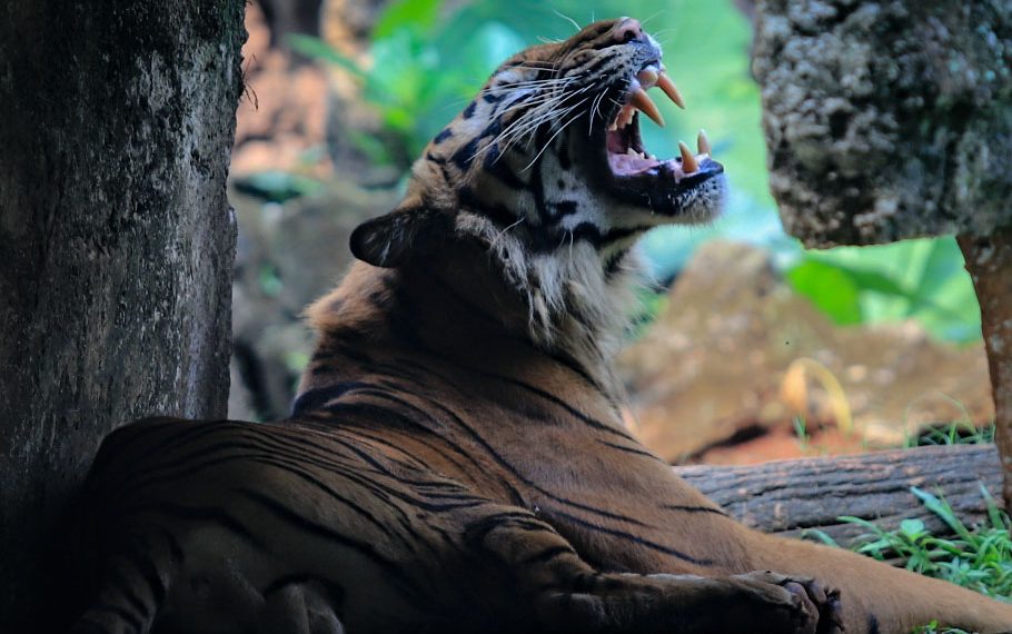 Harimau Hari Tunggu Hasil Swab Kedua