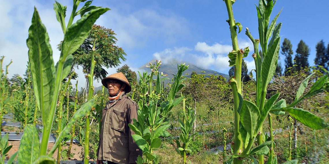 Kilas: 18 Ribu Hektare Tembakau Temanggung Siap Panen, Polisi Lakukan Penyekatan Jelang HUT RI, Dll