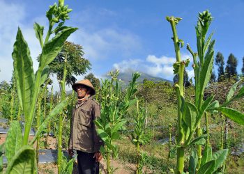 Kilas: 18 Ribu Hektare Tembakau Temanggung Siap Panen, Polisi Lakukan Penyekatan Jelang HUT RI, Dll