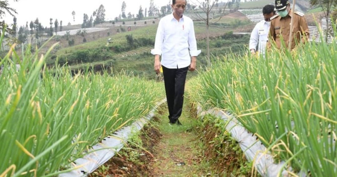 Tinjau Lumbung Pangan, Jokowi Tanam Bawang Merah - Lontar.id